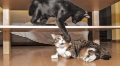 Проблема поведінки кішок