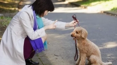 Проблеми з поведінкою собак
