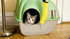 Кішка розбивається на місце