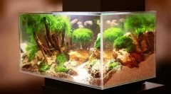 Проблеми в акваріумі та їх усунення