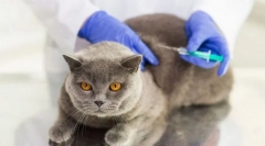 Профілактика та вакцинації для кішки