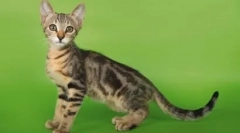 Походження та розетка