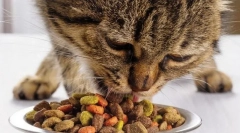 Промисловий корм