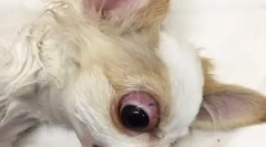 Підтримка очного яблука: які собаки випадають