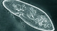 Найпростіший