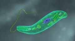 Протестологія