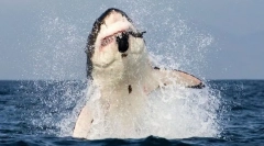 Висячий риба