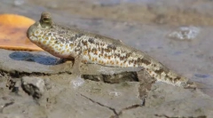 Перемичка або культивується