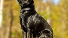 Pet-brabanson (фото): гордий дитина з широкою душею і грайливий персонаж