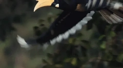 Rhino bird - farmer forest