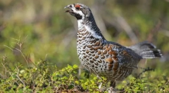 Птах роббік