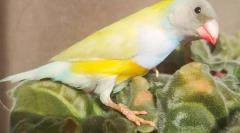 Амадин птахів, опис, типи, догляд та вміст