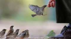 Птахи і людина