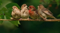 Птахи. Клас тварин