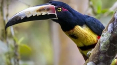 Пташині птахи. Сім'я птахів