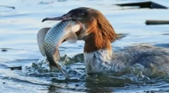 Птахи з найбільш незмінними і фантастичними дзьобами