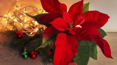 Пустерія (різдвяна зірка)