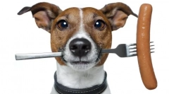 Purin van для собак: збалансована економічна їжа