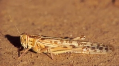 Пустельна сарана