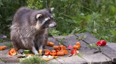 Гойдалка єнот у природі і вдома