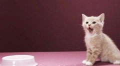 Коттенська дієта