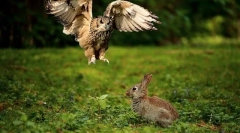 Дієта сови в природі і вдома