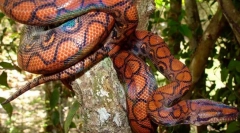 Перерва веселки