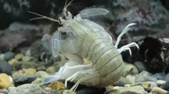 Рак-богомол