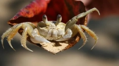 Ракоподібні вироби. Особливості та структура