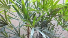 Згвалтувати