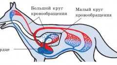 Розлади кровообігу та лімфатичні залози