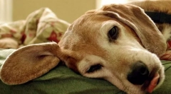 Розлади парахітоїдної залози