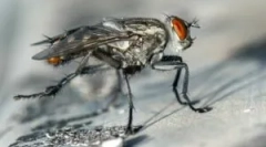 Рослини та народні засоби, які лякають мухи