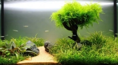 Рослини в акваріумі: прості правила для висадки та догляду