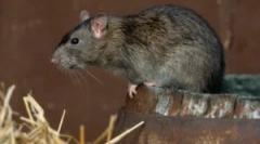 Розміри та вага диких і домашніх щурів