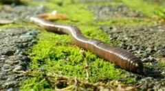 Відтворення циклу дощового черв'яка та розвитку