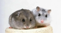 Гунгіков відтворення вдома