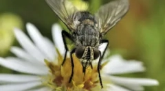 Відтворення та розвиток мух