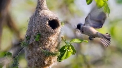 Відтворення та догляд за потомством у птахів