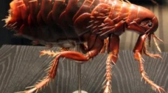 Розрив і життєвий цикл