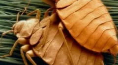 Розведення та життєвий цикл клопів