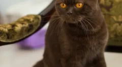 Різноманітні кольори британських кішок: все не закінчується синім