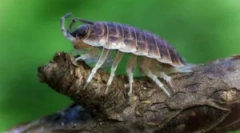 Різновиди мокриц