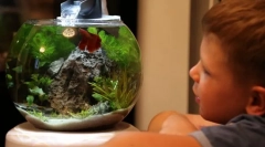 Розведення акваріумної риби