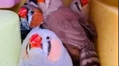 Розведення амадіна вдома