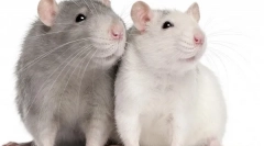 Розведення щура вдома