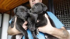 Розведення собак