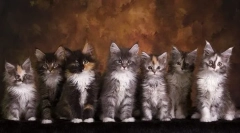 Розробка мейн-кун протягом місяців, ваги та розміру в таблиці