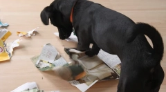 Освітні ігри для собак роблять це самостійно