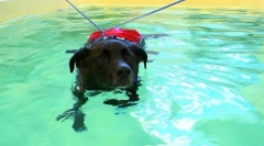 Реабілітація собак і кішок